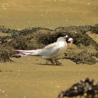 White-fronted Tern